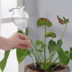 a person is watering water into a potted plant