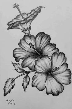 a pencil drawing of flowers on paper