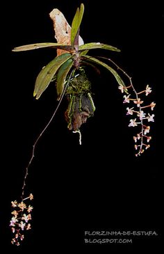 a plant with flowers hanging from it's side on a black background in the dark