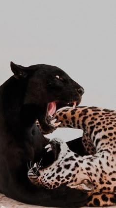 two black and brown leopards playing with each other in the same area, one is growling