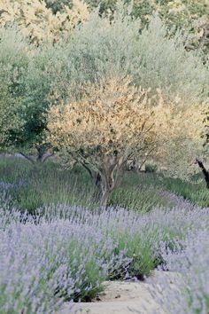 an olive tree in the middle of lavender flowers