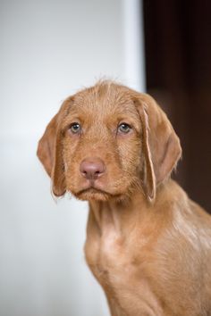 a brown dog sitting on top of a wooden floor next to a white wall and looking at the camera