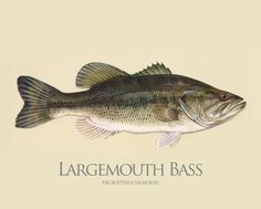 the large mouth bass is depicted in this illustration