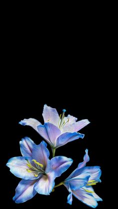 two blue flowers on a black background