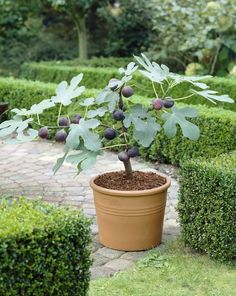 a potted plant with black berries on it sitting in the middle of a garden