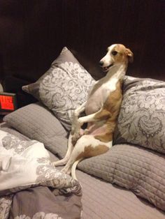 a brown and white dog laying on top of a bed next to two gray pillows