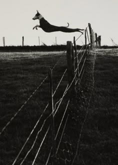 a dog jumping over a fence to catch a frisbee in the air with it's tail