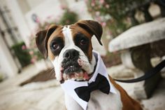 a brown and white dog wearing a black bow tie sitting on top of a bench