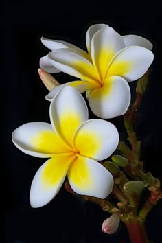 two white and yellow flowers with green stems