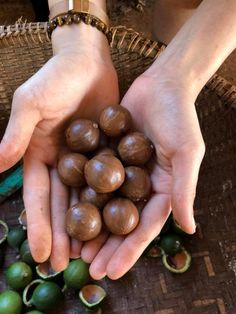 two hands holding some nuts on top of a basket filled with other nuts and leaves