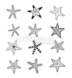 six different starfishs are shown in black and white