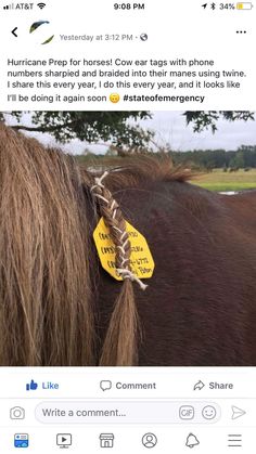 a horse with a yellow tag on it's ear is shown in the middle of an instagram post