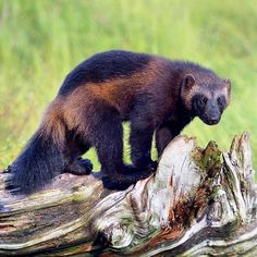 a small brown animal standing on top of a log