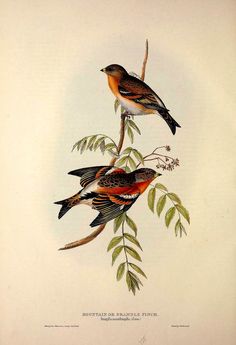 two birds sitting on top of a tree branch