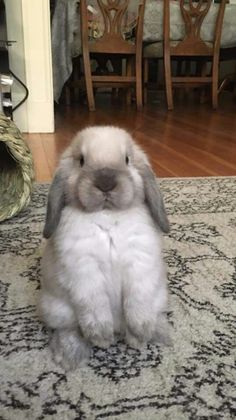 a small rabbit sitting on top of a rug