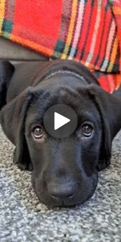 a black dog laying on top of a carpet next to a red and yellow blanket