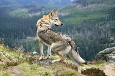 a wolf standing on top of a grass covered hillside