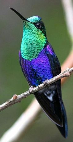 a colorful bird sitting on top of a tree branch