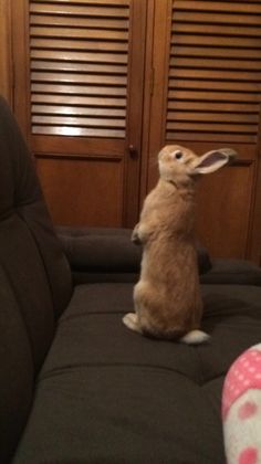 a small rabbit sitting on its hind legs in front of a wooden cabinet and black couch