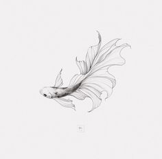 a pencil drawing of a goldfish