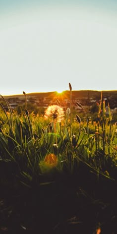 the sun shines brightly through some grass