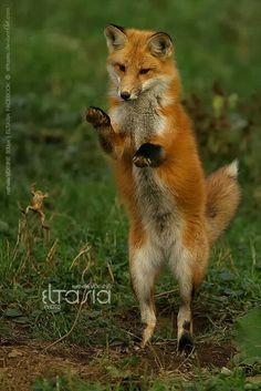 a red fox standing on its hind legs with it's front paws in the air