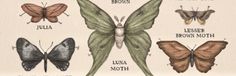 an image of butterflies and moths in different stages of their life cycle, from the earliest to the present day