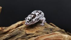 a small white and black gecko sitting on top of a rock