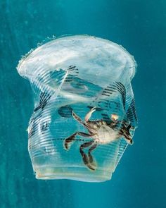 a crab in a plastic bag floating under water