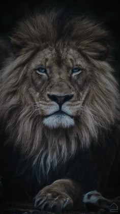 a close up of a lion's face on a black background with blue eyes