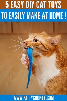 an orange and white cat holding a toy in it's mouth with the caption, 5 easy diy cat toys to easily make at home