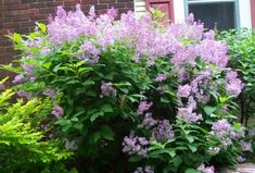 purple flowers in front of a brick building