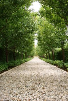 a gravel road surrounded by trees and bushes