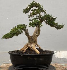 a bonsai tree in a black pot on a wooden table with grey wall behind it