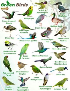 a poster with different kinds of birds on it's back side, including green and blue