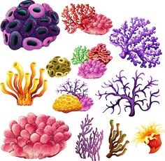 a group of different colored corals and seaweed on a white background with clipping