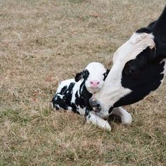 a baby cow nursing from its mother in the grass