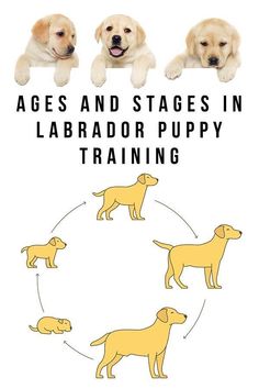 dogs and stages in labrador puppy training on a white background with the text, ages and stages in labrador puppy training