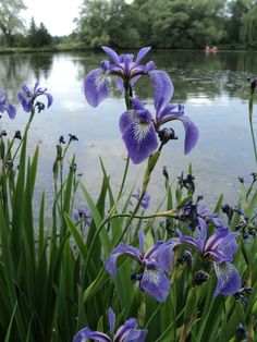 purple flowers are blooming near the water