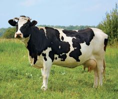 a black and white cow standing on top of a lush green field