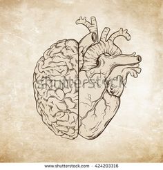 a drawing of a human heart and brain