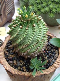 a small green plant sitting on top of a potted plant