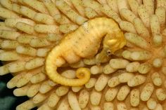 a yellow and white gecko sitting on top of a bunch of bananas