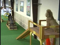 two poodles are sitting on wooden chairs in a room with green carpeting