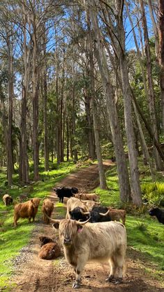 a herd of cattle standing on top of a lush green forest filled with tall trees