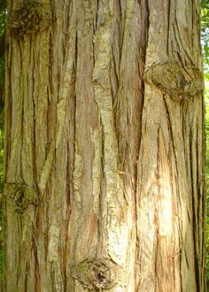 Cedarwood - Beautiful tree that provides us with wonderful Essential Oil! #CleanBeauty #GreenBeauty #ScentToInspire #TheseOilsAreEssential Water Diffuser, Cedrus Deodara, Facial Products, Conifer Trees, House Construction, Different Types Of Wood, Clary Sage, Oily Hair, Deciduous Trees