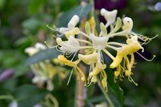 a yellow and white flower with green leaves in the backgrounnd, close up