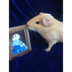 a hamster is looking at a portrait of a white rat in a blue dress