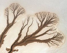 an aerial view of two trees in the snow