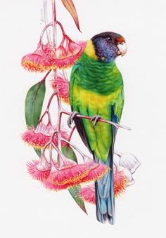 a painting of a colorful bird perched on a branch with pink flowers in the background